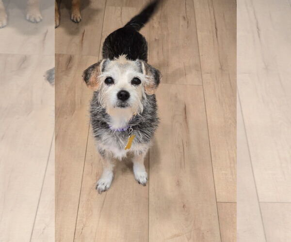 Medium Photo #6 Mutt Puppy For Sale in Sandy, UT, USA