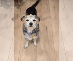 Small #5 Mutt