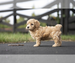 Golden Retriever Puppy for sale in LEESBURG, VA, USA