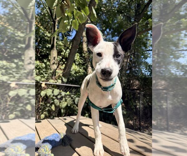 Medium Photo #3 Mutt Puppy For Sale in Elmsford, NY, USA