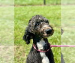 Small #7 Goldendoodle