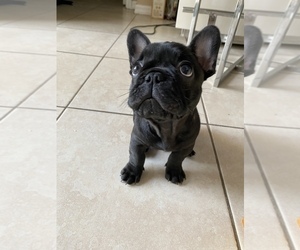 French Bulldog Puppy for sale in HOMESTEAD, FL, USA