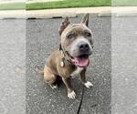 Small #1 Presa Canario Mix