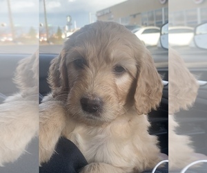 Goldendoodle Puppy for sale in RATHDRUM, ID, USA
