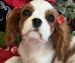 Small #4 Cavalier King Charles Spaniel