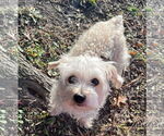 Small #4 Mutt