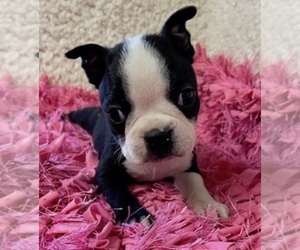 Boston Terrier Puppy for sale in CRKD RVR RNCH, OR, USA