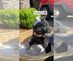Small #3 Goldendoodle