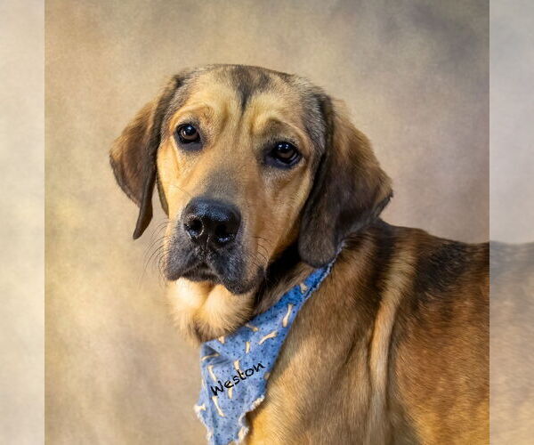 Medium Photo #1 Mutt Puppy For Sale in Hot Springs Village, AR, USA