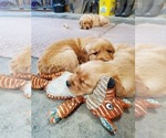 Small Photo #2 Golden Retriever Puppy For Sale in DAKOTA, MN, USA