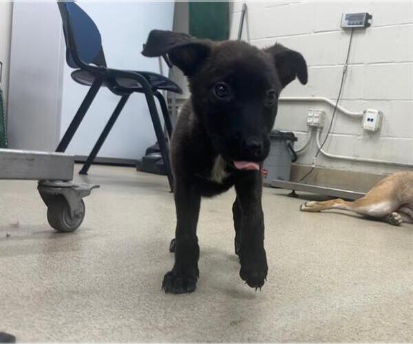 Medium Photo #1 German Shepherd Dog-Unknown Mix Puppy For Sale in Grand Prairie, TX, USA