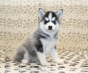 Pomsky Puppy for sale in DENVER, PA, USA