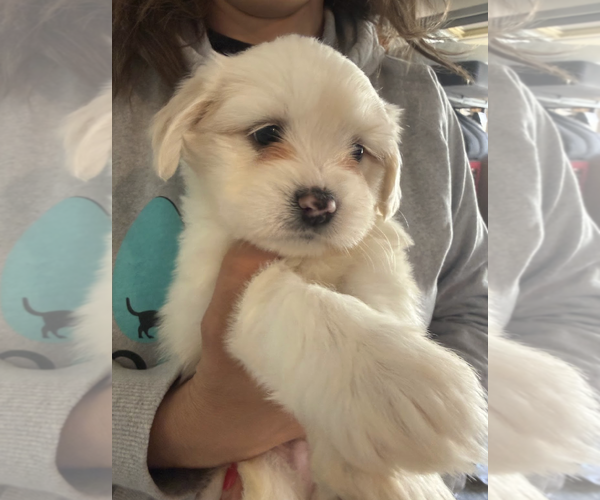 Medium Photo #4 Maltese-Unknown Mix Puppy For Sale in Rockville, MD, USA