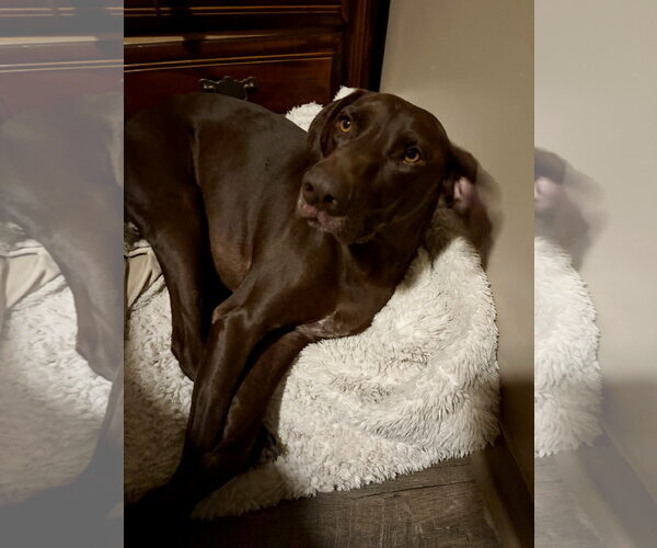 Medium Photo #3 German Shorthaired Pointer Puppy For Sale in Royal Palm Beach, FL, USA