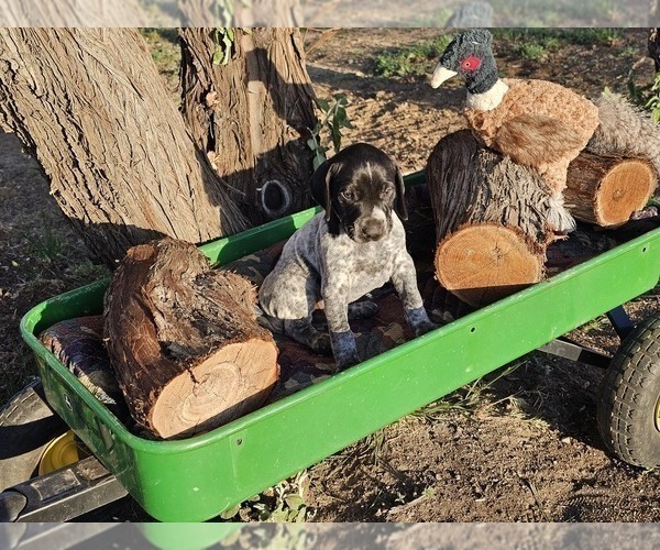 Medium Photo #86 German Shorthaired Pointer Puppy For Sale in EVANSVILLE, WY, USA
