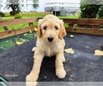Small #2 Goldendoodle