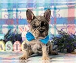 Small #1 French Bulldog