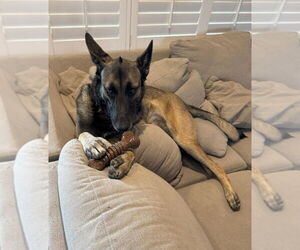 German Shepherd Dog-Unknown Mix Dogs for adoption in Imlay City, MI, USA