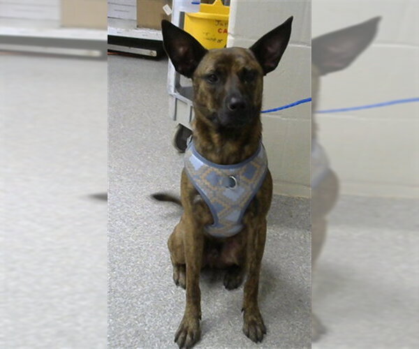 Medium Photo #1 Holland Shepherd-Unknown Mix Puppy For Sale in Pasadena, TX, USA