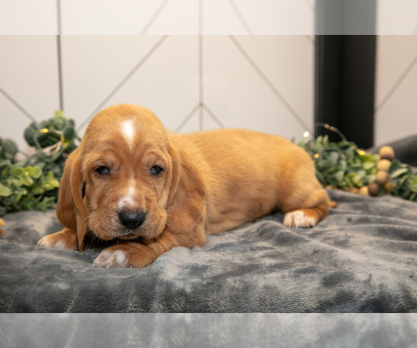 Medium Photo #5 Basset Hound Puppy For Sale in FRESNO, OH, USA