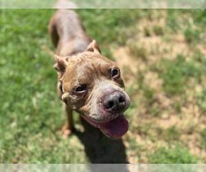 American Pit Bull Terrier Dogs for adoption in Tulsa, OK, USA