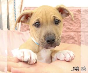 Mutt Dogs for adoption in Washington, DC, USA