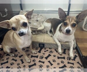 Chihuahua Dogs for adoption in Doylestown, PA, USA