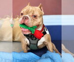 Small #2 Bulldog Mix