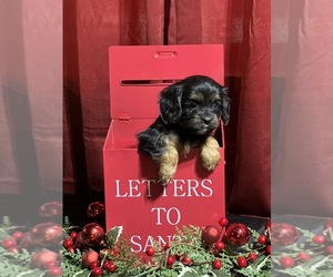 Cavalier King Charles Spaniel Puppy for sale in NILES, MI, USA