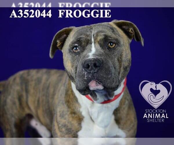 Medium Photo #1 Mutt Puppy For Sale in Stockton, CA, USA