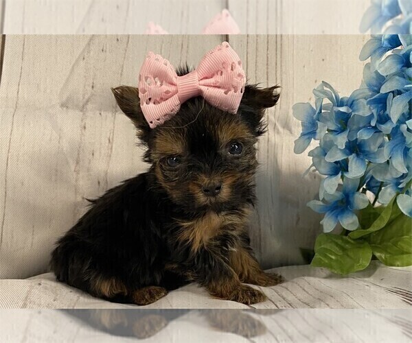 Medium Photo #9 Biewer Terrier Puppy For Sale in MIAMI BEACH, FL, USA
