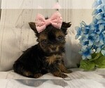 cute puppy - Female Biewer Terrier Puppy for Sale - Photo #9