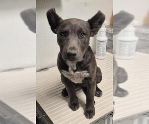 Labrador Retriever-Unknown Mix Dogs for adoption in Bakersfield, CA, USA