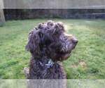 Small Photo #1 Miniature Labradoodle Puppy For Sale in MOUNT VERNON, WA, USA