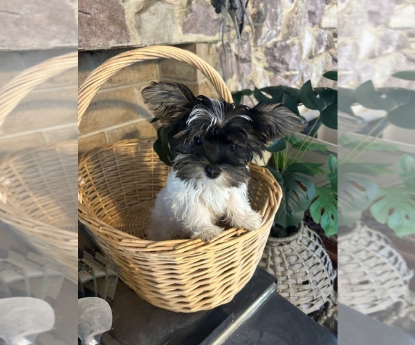 Medium Photo #7 Yorkshire Terrier Puppy For Sale in BRIDGETON, NJ, USA