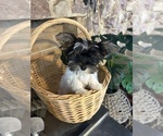 Small #6 Yorkshire Terrier