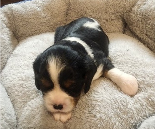 Medium Photo #7 Aussalier Puppy For Sale in ATHOL, ID, USA