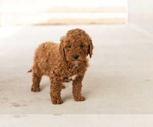 Goldendoodle (Miniature) Puppy for sale in TOPEKA, IN, USA