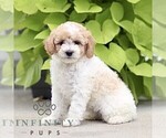 Small #2 Poodle (Miniature)