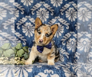 Pembroke Welsh Corgi Puppy for sale in KIRKWOOD, PA, USA