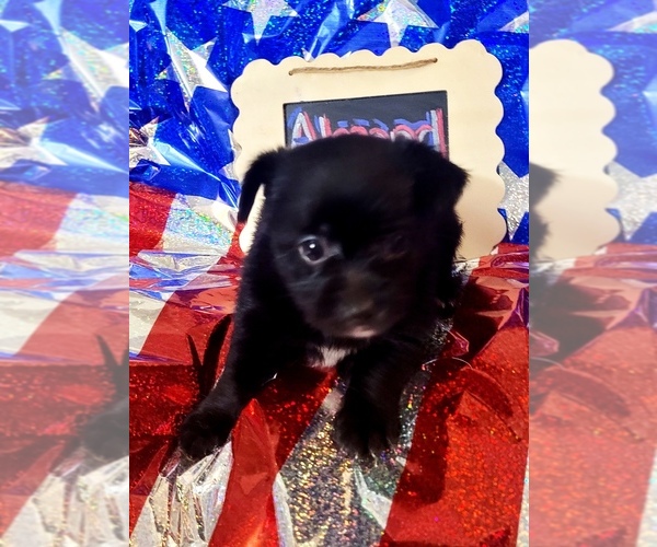 Medium Photo #96 Yorkshire Terrier Puppy For Sale in AKRON, OH, USA