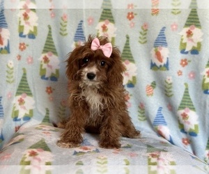 Cavapoo Puppy for sale in LAKELAND, FL, USA