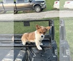 Small #18 Pembroke Welsh Corgi
