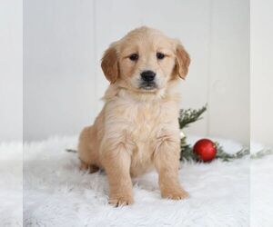 Golden Retriever Puppy for sale in NEWPORT, PA, USA