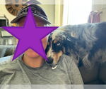 Small #4 Australian Shepherd Mix