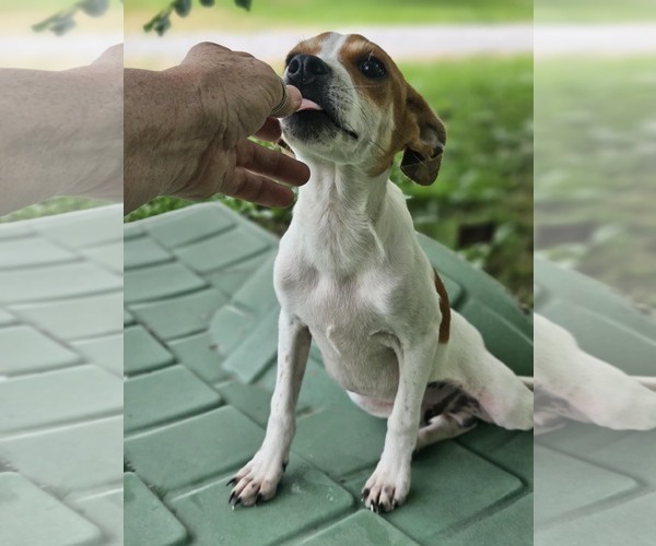 Medium Photo #2 Raggle Puppy For Sale in Wakefield, RI, USA