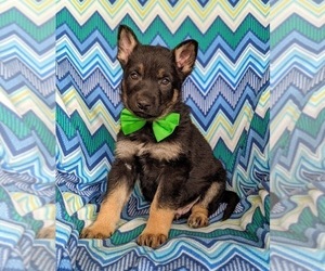 German Shepherd Dog Puppy for sale in NORTH EAST, MD, USA