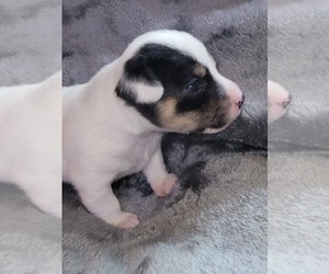 Jack Russell Terrier Puppy for sale in COLUMBIA, NC, USA