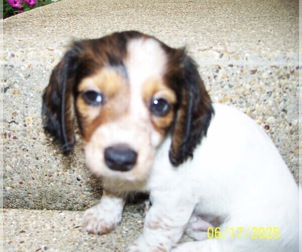 Medium Photo #8 Dachshund Puppy For Sale in MULBERRY GROVE, IL, USA