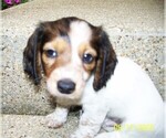 Small #7 Dachshund